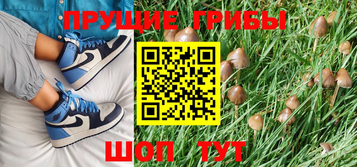 Псилоцибиновые грибы Psilocybe Минусинск